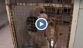 Кучета живеят в потресаващи условия в столична клиника