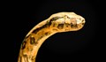 Черепите на змиите показват как се адаптират към плячката си