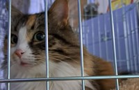 Откриха изложба на бездомни котки в Русе