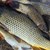 Арестуваха бракониери с над 100 килограма риба край Монтана
