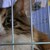 Откриха изложба на бездомни котки в Русе