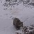 Зоолози в Белица чакат мечка да заспи зимен сън