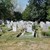 Разширяват гробищния парк в Басарбово