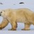 Учени разработиха прежда, вдъхновена от козината на бялата мечка
