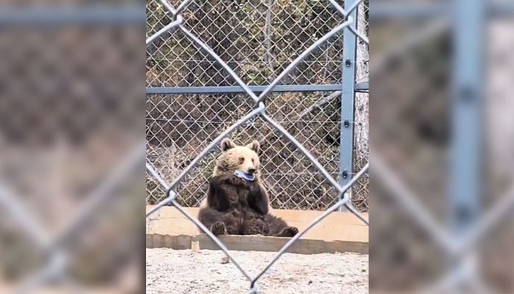 Тишо е опитал да погълне части от устройството, което застрашило живота му Тишо е опитал да погълне части от устройството, което застрашило живота му