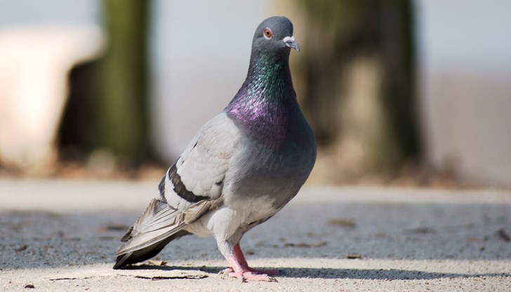 Шофьорът бил разгневен от факта, че птиците били на пътното платно