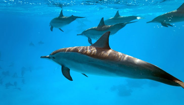 Местообитанията им се променят толкова бързо, че животните започват да се конкурират или дори да се борят помежду си Местообитанията им се променят толкова бързо, че животните започват да се конкурират или дори да се борят помежду си