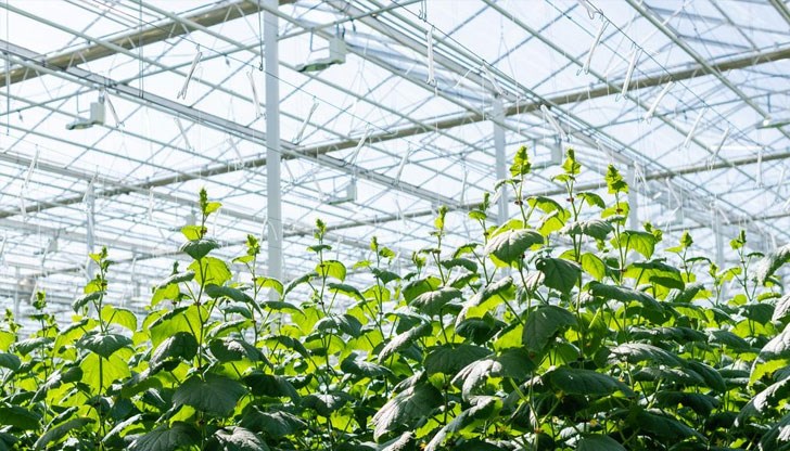 Скок на цените на краставиците и доматите през новата година