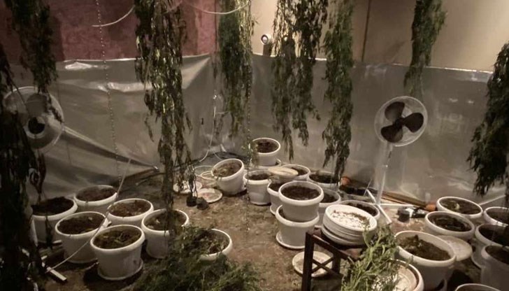 Криминалисти се натъкнаха на 40 растения от рода на конопа