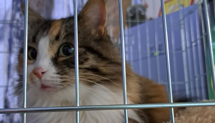 Животинките си търсят нов дом