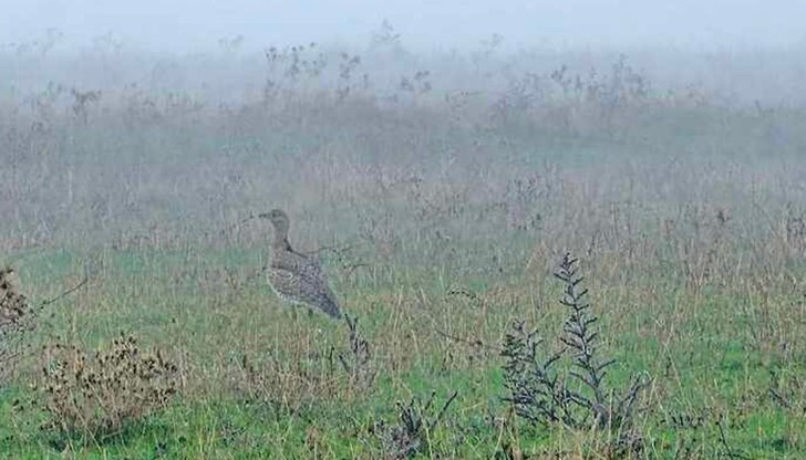 Хвърковатият екземпляр е забелязан на територията на община Стамболово Хвърковатият екземпляр е забелязан на територията на община Стамболово