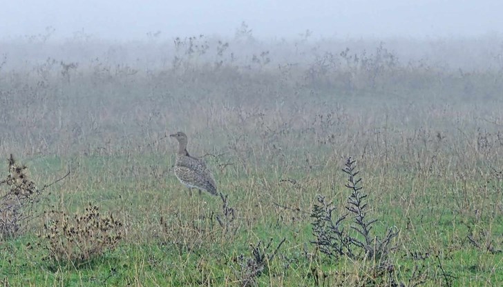 Ако е кацнал, стрептът може да се сбърка от неопитен наблюдател с женски фазан