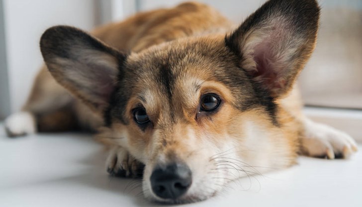 България и Румъния захранват черния пазар на Острова и в Нидерландия България и Румъния захранват черния пазар на Острова и в Нидерландия