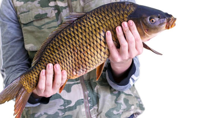 Сомът се предлага за 17 лева, а толстолобът е 7,90