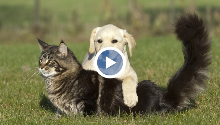 "Fluent Pet" съдейства и на хората, за да научат повече за домашните си любимци