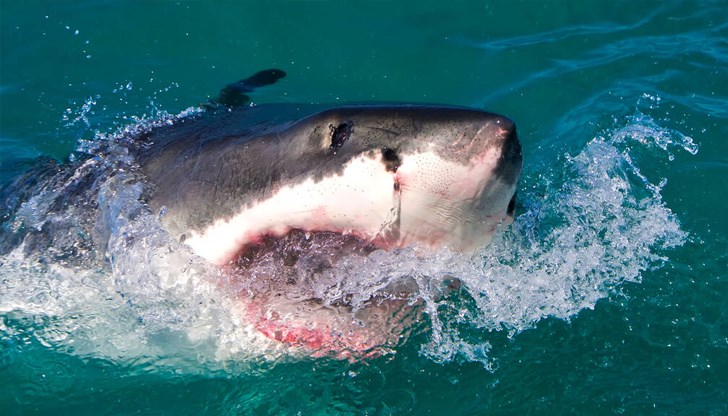 По време на инцидента жената е плувала заедно с 5-годишната си дъщеря По време на инцидента жената е плувала заедно с 5-годишната си дъщеря