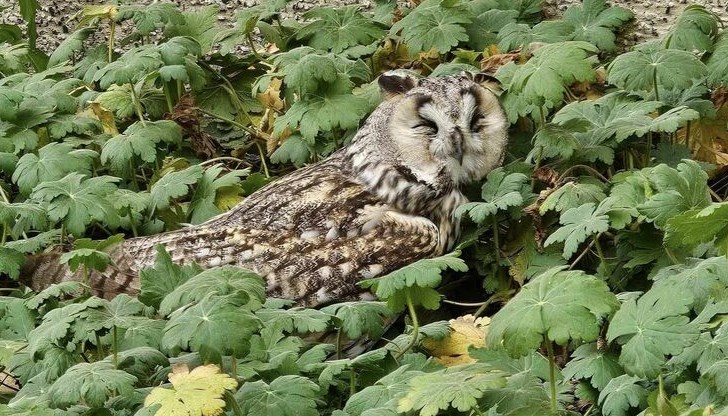 Нощните птици привличат вниманието на цялата училищна общност Нощните птици привличат вниманието на цялата училищна общност