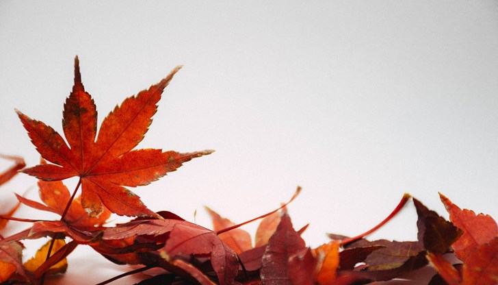 Към 16:00 ч. са получени сигнали за паднали клони и дървета по улици на територията на града, както и паднали ламарини