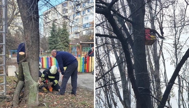 Главата на рунтавелката е заседнала в къщичка за птици