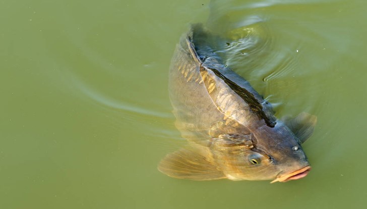 В търговските вериги предлагат шарана директно изчистен