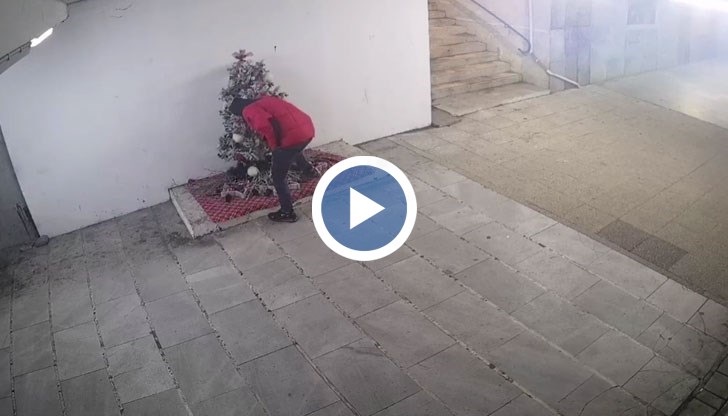 Елхата ще бъде върната на мястото ѝ в подлеза, а мъжът ще бъде глобен