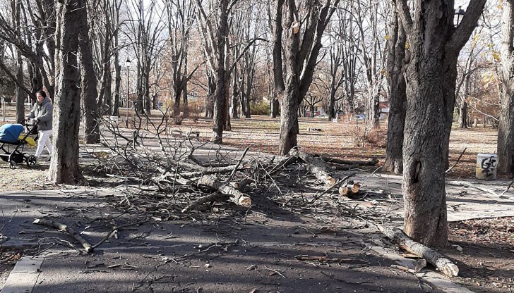 Преди да се "СРИНЕ" половината дърво имаше майка с количка, разказва русенец Преди да се "СРИНЕ" половината дърво имаше майка с количка, разказва русенец
