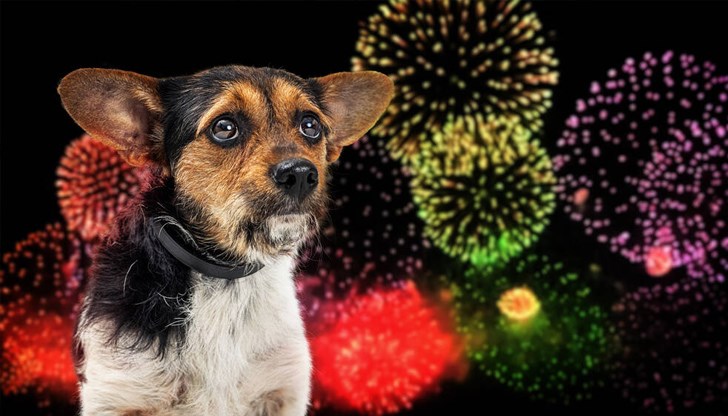 Пиротехниката създава риск от пожар и наранявания и стресира домашните любимци