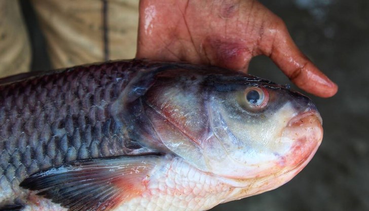 Проверени са над два тона риба в голяма търговска верига в София