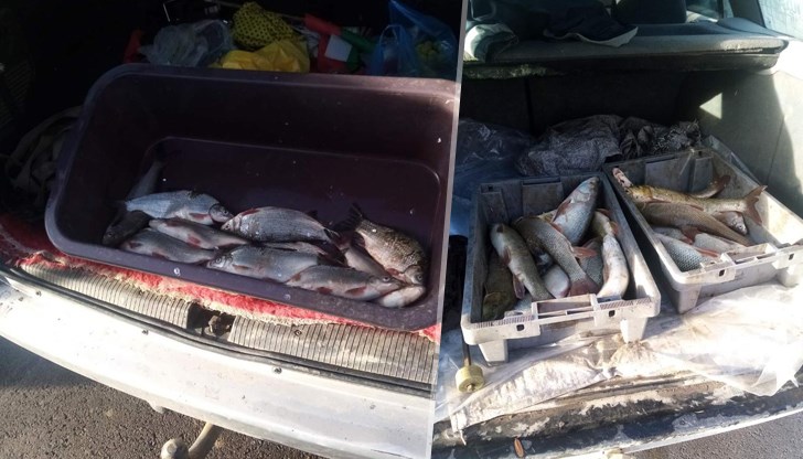 Инспекторите на ИАРА установиха лица извършващи продажба на риба от лични автомобили