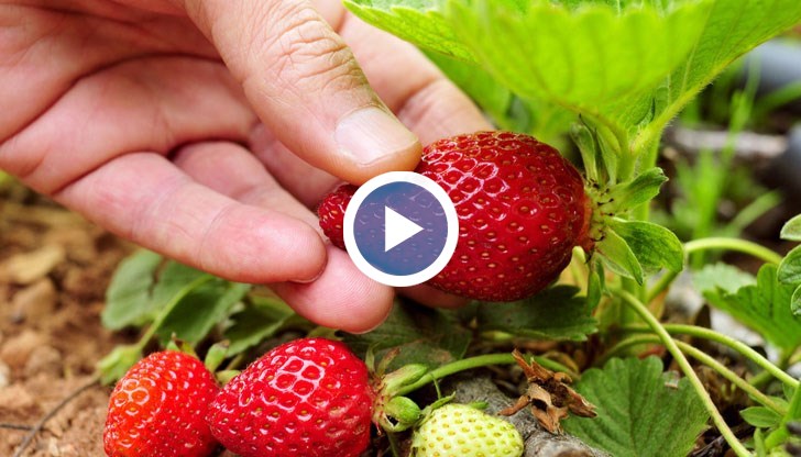 Фермерите са имали сериозни затруднения с намирането на пазари за продукцията си