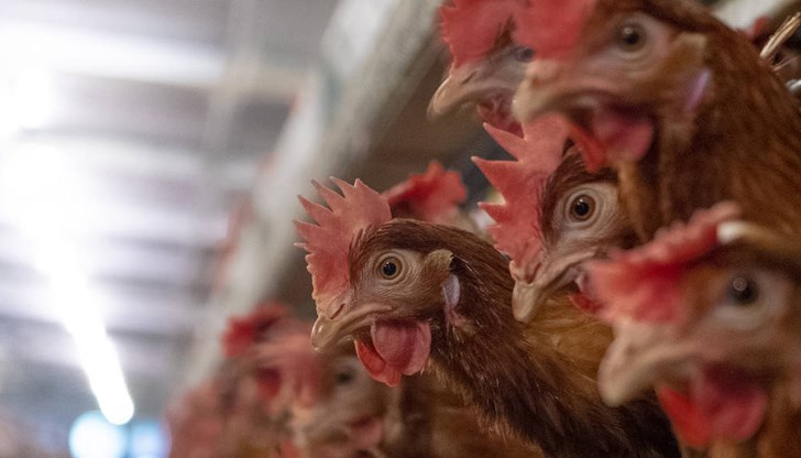 Вече има регистрирани девет огнища, като засегнатите птици са над 1,5 милиона броя Вече има регистрирани девет огнища, като засегнатите птици са над 1,5 милиона броя