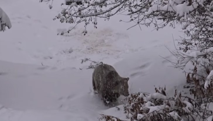 Бойка похапва и потичва в студените дни вместо да спи зимен сън Бойка похапва и потичва в студените дни вместо да спи зимен сън