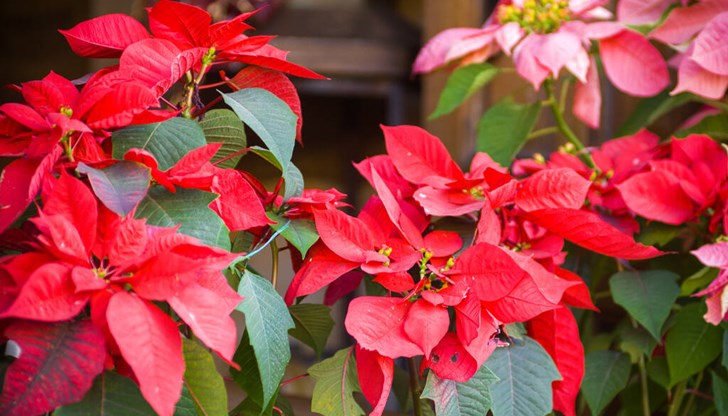 Цветето коледна звезда Коледната звезда отдавна е вездесъщ символ на празничния сезон в САЩ и Европа