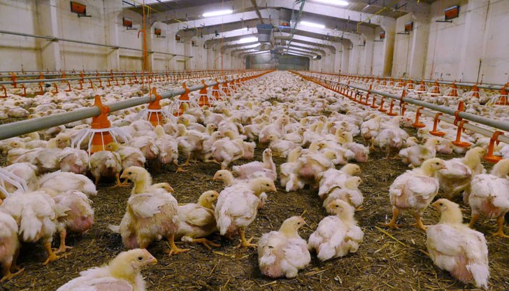 66 000 пилета ще бъдат умъртвени