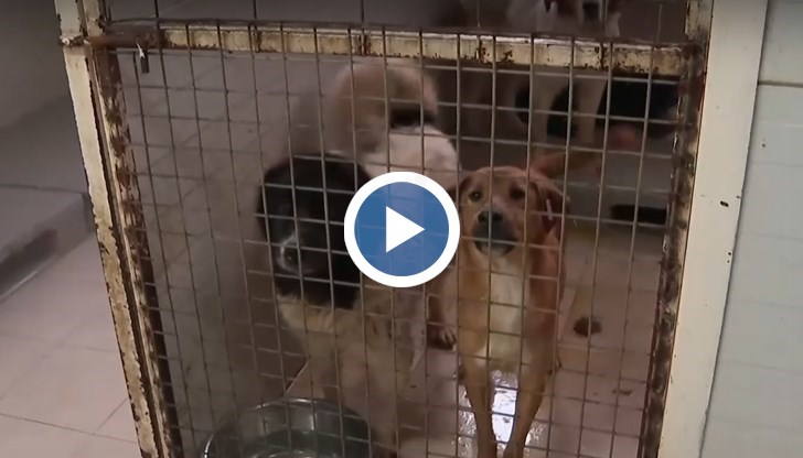 Това е геноцид срещу тях. Хората, които работят тук мразят животните, каза Методи Димитров