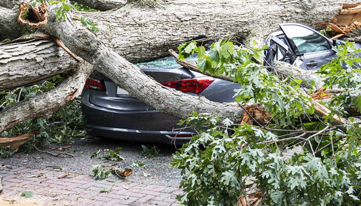 Дърво падна и се вряза в автомобил по пътя за Бъндеришка поляна / снимката е илюстративна /