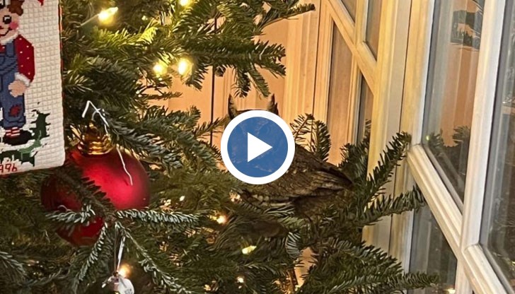 Украсили коледното дръвче без да забележат, че една от играчките в елхата всъщност е жива