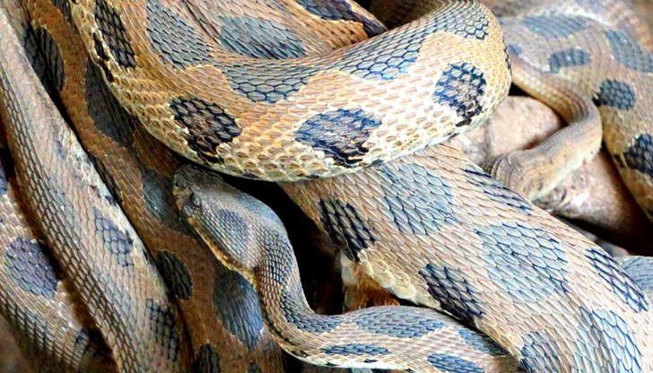 Влечугите са открити при внезапна проверка Влечугите са открити при внезапна проверка