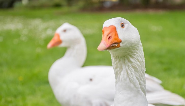 Активисти извоюваха референдум за забрана на вноса на гъши дроб и кожи в Швейцария Активисти извоюваха референдум за забрана на вноса на гъши дроб и кожи в Швейцария