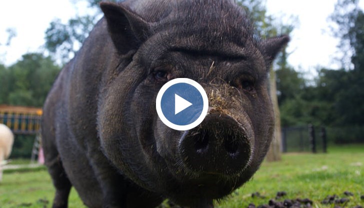 Животното се е разходило необезпокоявано в близост до един от най натоварените булеварди