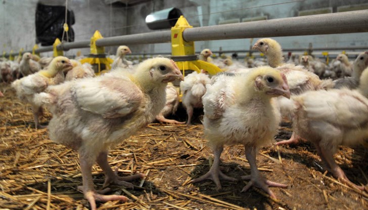 Хората бройлери преживяват собствената си обикновеност като космическа уникалност, пише Мартин Карбовски Хората бройлери преживяват собствената си обикновеност като космическа уникалност, пише Мартин Карбовски