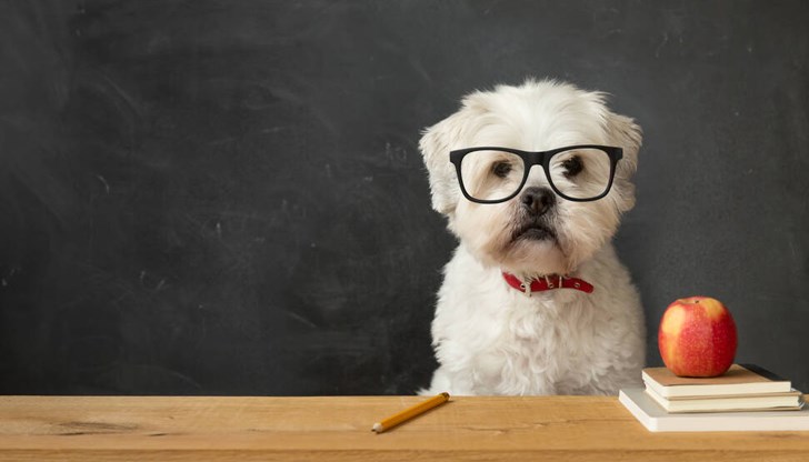 Разбира ли ме моят домашен любимец? Разбира ли ме моят домашен любимец?