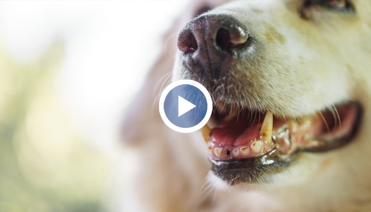 По думите на живеещи в района до общината са подавани множество сигнали