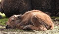 Бизонче се роди в зоопарка в София