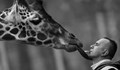 Трагедия в зоопарка в Скопие: Жирафът и човекът, който се грижеше за него, починаха в един ден
