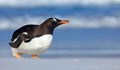 Бебе пингвин попречи на самолет да излети в Нова Зеландия