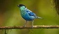 Наполовина женска, наполовина мъжка птица изумява учените в Колумбия