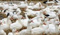 Откриха огнище на птичи грип във ферма за патици