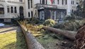 Две огромни дървета се стовариха до двореца "Врана"