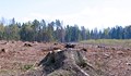 Александър Дунчев: Започва нов опит за разпарчетостване и приватизиране на държавните гори